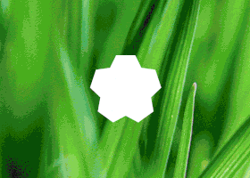 10.gif