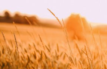 vi品牌视觉设计基本要素系统包含的内容有哪些？